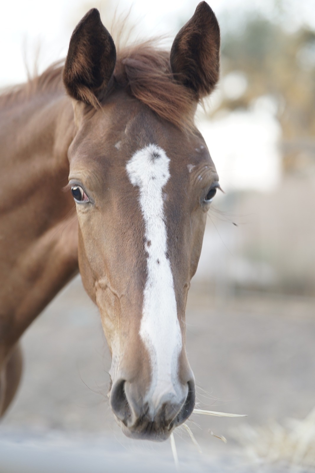 horse